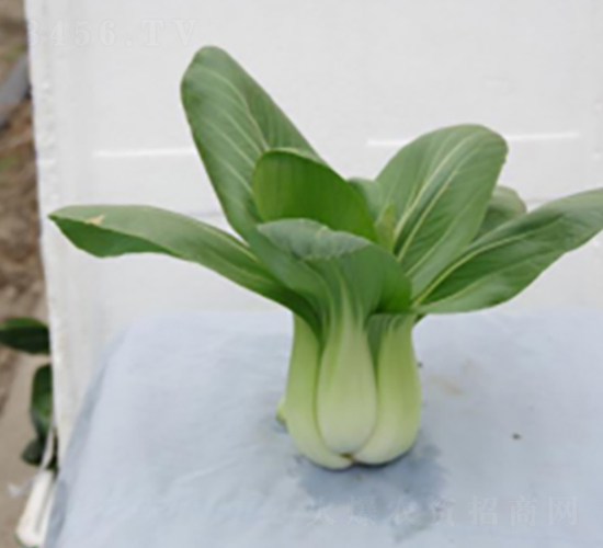 �л�605-�๣�˷N��-����r(n��ng)�I(y��)