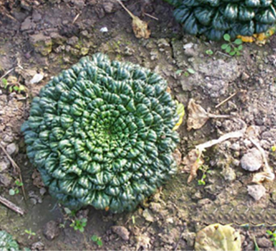 С���~����-�๣�˷N��-����r(n��ng)�I(y��)