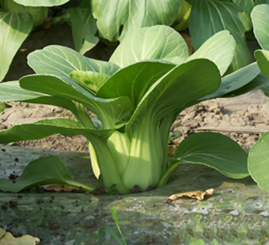 ������-�๣�˷N��-����r�I(y��)