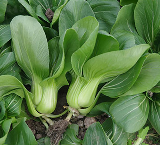 ����518-�๣�˷N��-����r(n��ng)�I(y��)