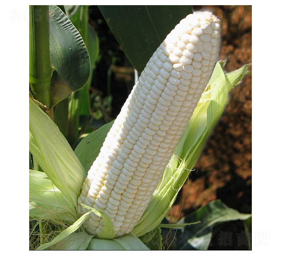 ��Ŵһ̖(h��o)-Ŵ���׷N��-�A�߷N�I(y��)