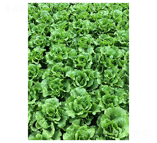 ���������-���˷N��-�A�߷N�I(y��)