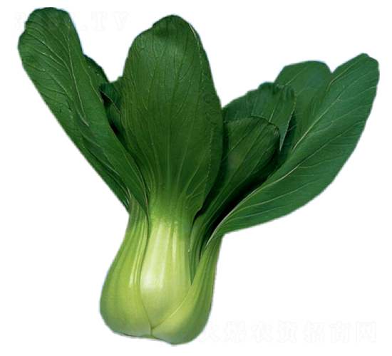 �Aʢ-�๣�˷N��-�A�߷N�I(y��)