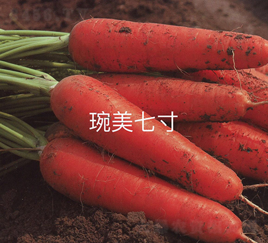 �����ߴ�-���}���N��-�A�߷N�I(y��)