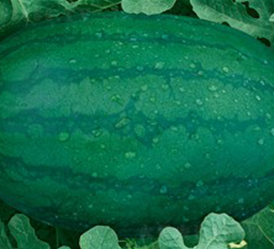 �ش������L-���ϷN��-�A�߷N�I(y��)