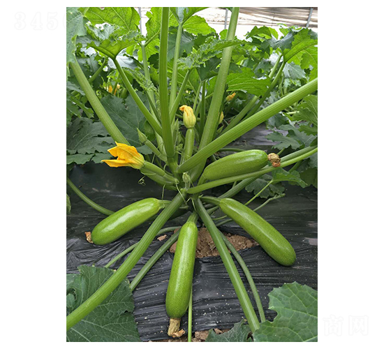 ���_˹-�����J�N��-�A�߷N�I(y��)