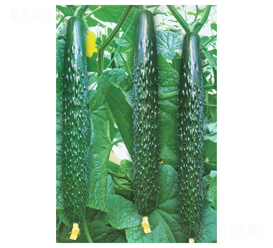 ����-�S�ϷN��-�A�߷N�I(y��)