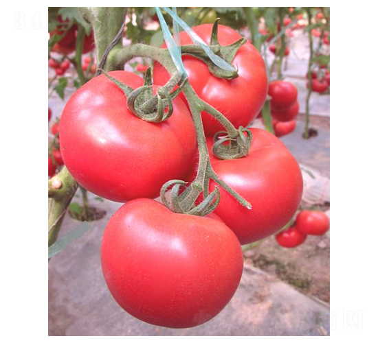 �W�P-���ѷN��-�A�߷N�I(y��)