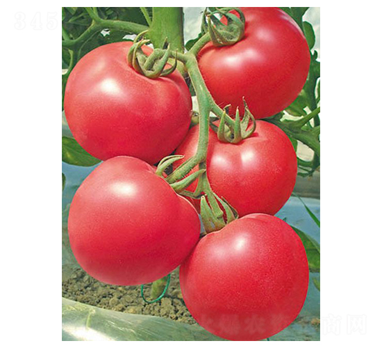 �����W-���ѷN��-�A�߷N�I(y��)