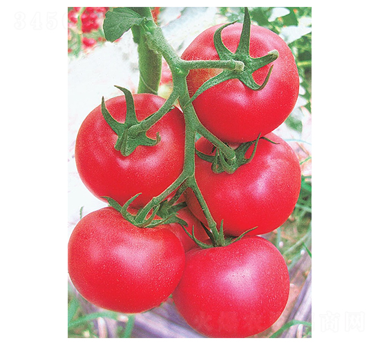 ����3̖-���ѷN��-�A�߷N�I(y��)