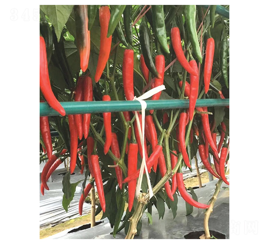 �����t���-��ǽ��N��-�A�߷N�I(y��)