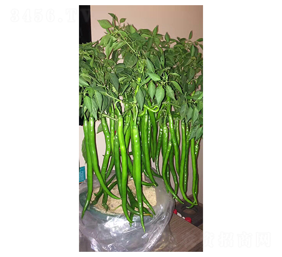 �L����2̖-�����N��-�A�߷N�I(y��)