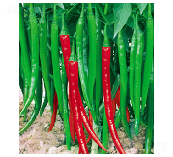 �L�S8̖(h��o)-�����N��-�A�߷N�I(y��)