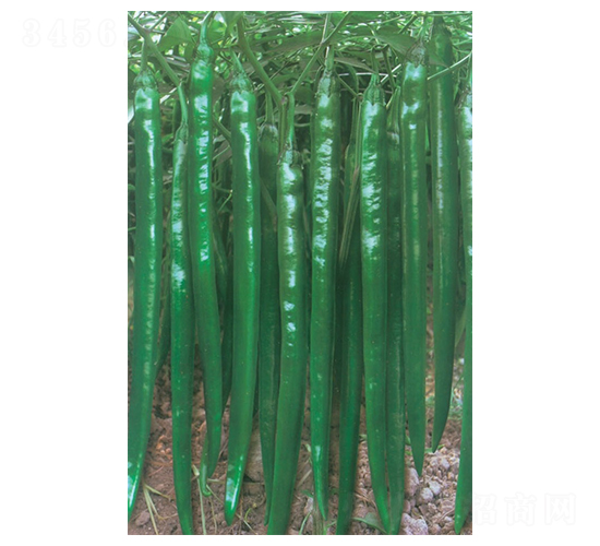 ����99-�����N��-�A�߷N�I(y��)