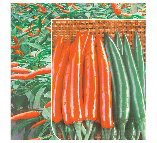 �n��һƷ-���콷�N��-�A�߷N�I(y��)