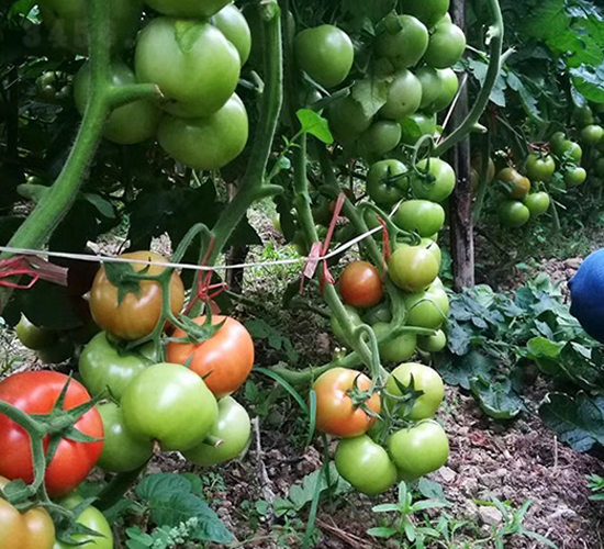 ��Ԫ��-���ѷN��-혳�