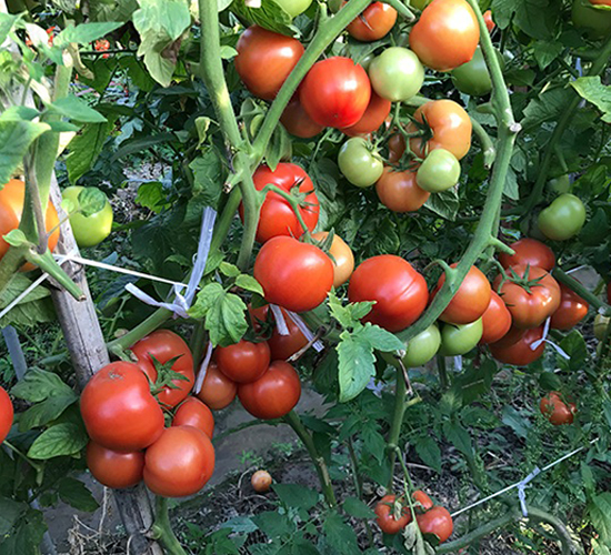 �t�@ʯ-���ѷN��-혳�