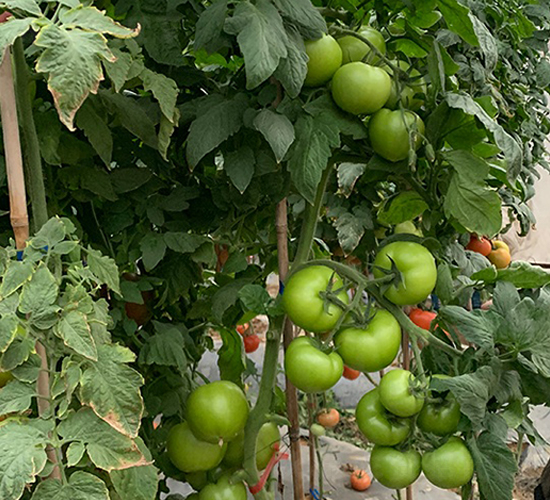 �ĵ�˹-���ѷN��-혳�