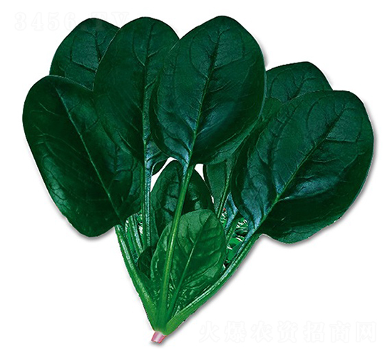 �_����-���˷N��-혳�