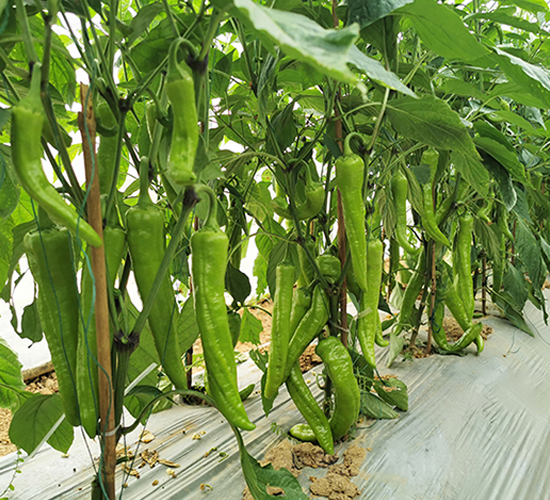 ѩ����-�����N��-혳�