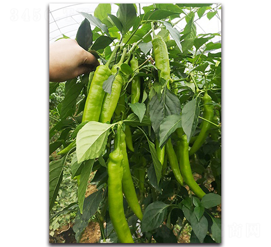 �S��-�����N��-혳�