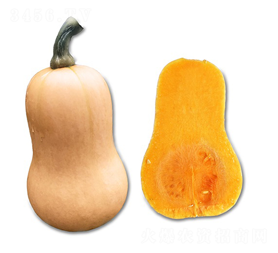 ���������Ϲ�-�ϹϷN��-혳�