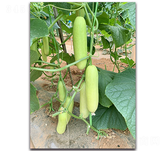 �A�M-�S�ϷN��-혳�