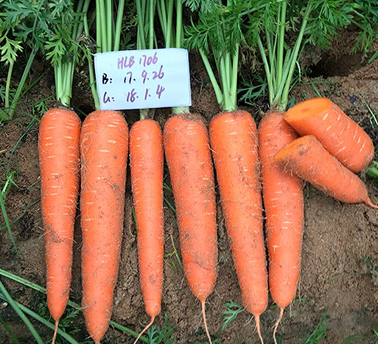 ���C�t�ߴ�-���}���N��-혳�