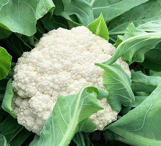 �_(t��i)������85���ɻ�-��Ҭ�˷N��-혳�