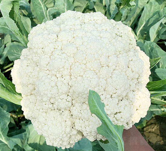 �_������70���ɻ�-��Ҭ�˷N��-혳�