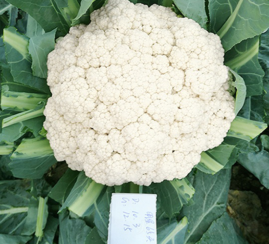 �_(t��i)������65���ɻ�-��Ҭ�˷N��-혳�