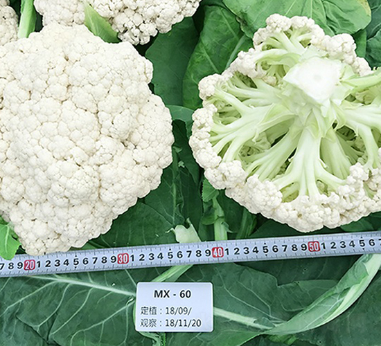 �_������60���ɻ�-��Ҭ�˷N��-혳�