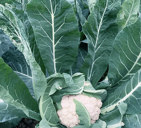 С�װ�110���ɻ�-��Ҭ�˷N��-혳�