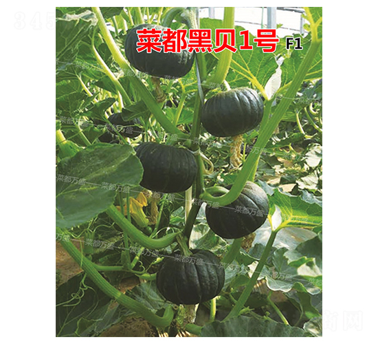 �˶���ؐ1̖-�ϹϷN��-�˶��fʢ