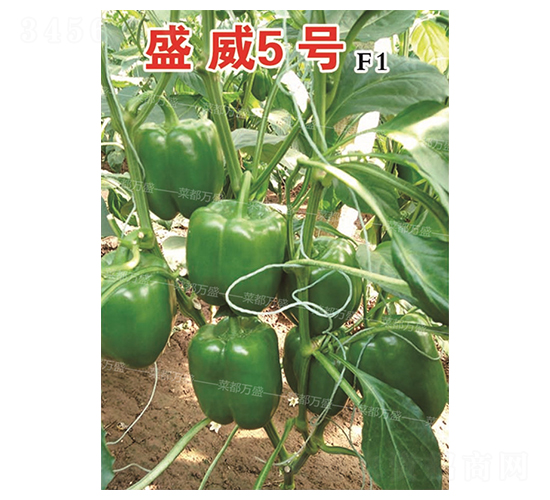 ʢ��5̖-�����N��-�˶��fʢ