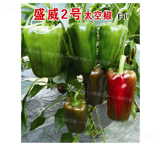 ʢ��2̖̫�ս�-�����N��-�˶��fʢ