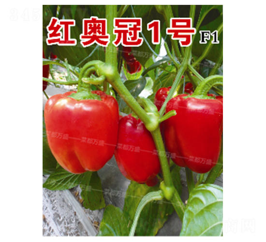 �t�W��1̖(h��o)-�����N��-�˶��f(w��n)ʢ