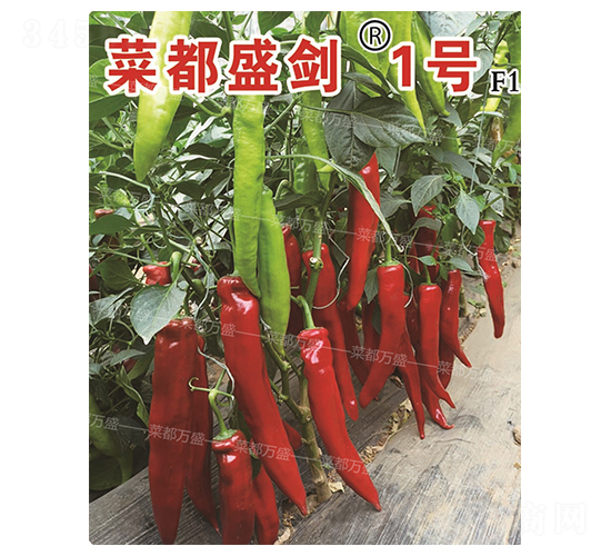 �˶�ʢ��1̖-�����N��-�˶��fʢ