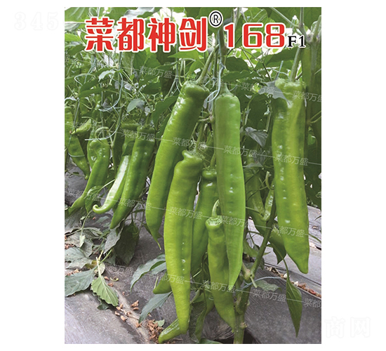 �˶���168-�����N��-�˶��fʢ