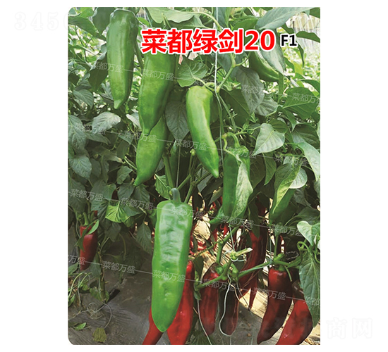 �˶��G��20-�����N��-�˶��fʢ