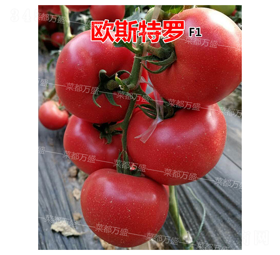 �W˹���_-���t���N��-�˶��fʢ