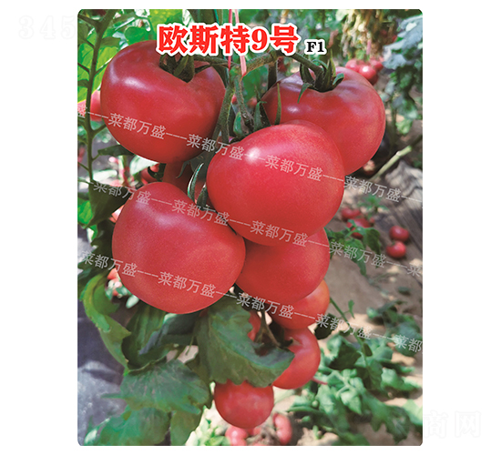 �W˹��9̖-���t���N��-�˶��fʢ