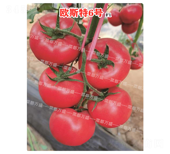 �W˹��6̖-���t���N��-�˶��fʢ