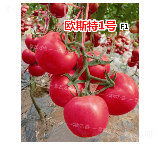 �W˹��1̖-���t���N��-�˶��fʢ