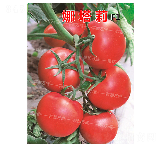 ������-���t���N��-�˶��fʢ