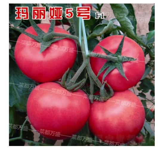 �����I5̖-���t���N��-�˶��fʢ