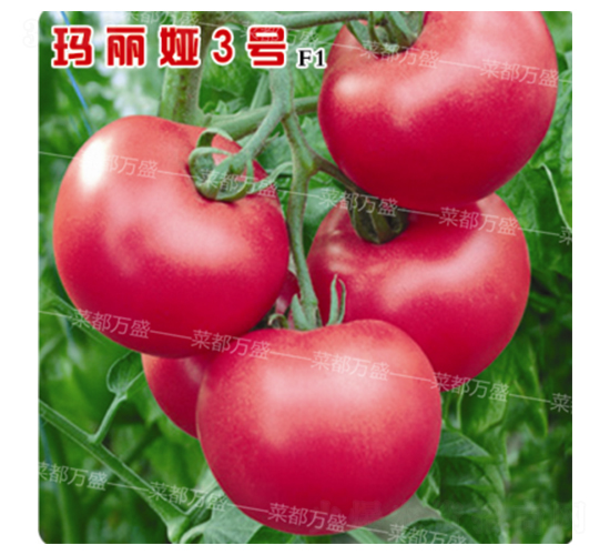 �����I3̖(h��o)-���t���N��-�˶��fʢ