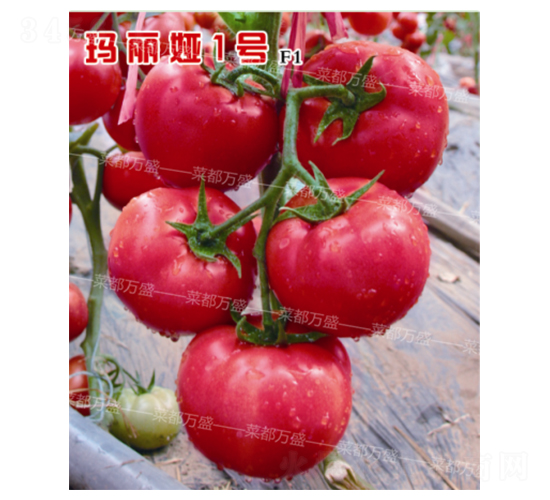 �����I1̖-���t���N��-�˶��fʢ