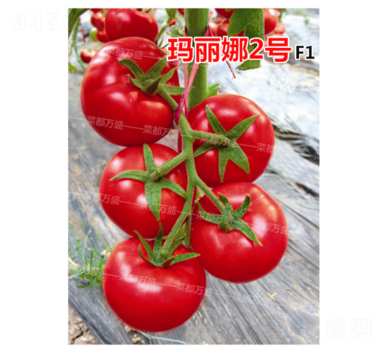 ������2̖(h��o)-���t���N��-�˶��fʢ