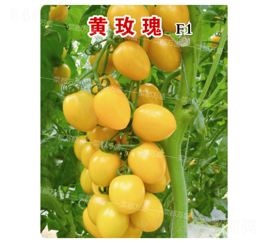 �Sõ��-���t���N��-�˶��fʢ